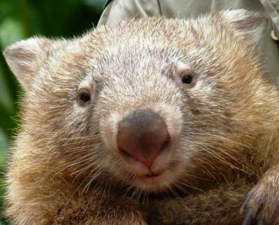 Por un ciclón murió de tristeza en Australia Tonka, famoso marsupial
