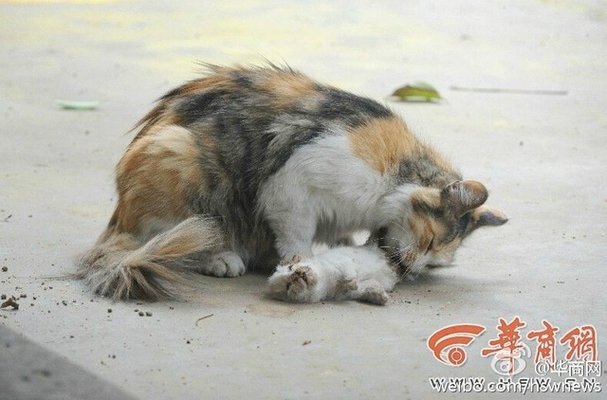 De terror: Una gata intenta reanimar a sus gatitos asesinados a puñaladas con saña inaudita