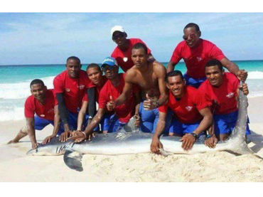 Turistas matan a tiburón por tomarse una fotografía con él
