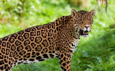 Sacrifican jaguar tras exhibirlo al paso de la antorcha olímpica por Amazonia
