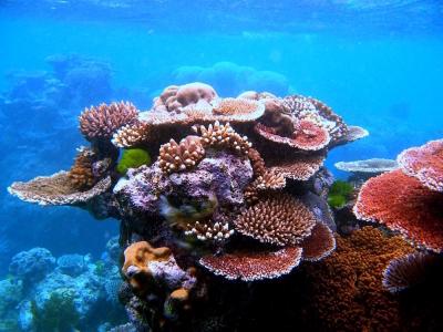 La amenaza de los corales zombis
