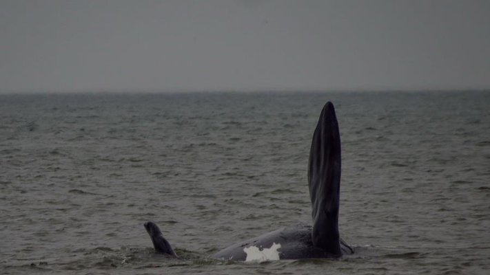 Las ballenas francas llegaron la playa Mansa de Punta del Este