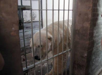 Falleció el oso polar Arturo, el animal más triste del mundo