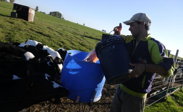 Tamberos advierten al gobierno que el sector lechero "se cae a pedazos"