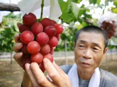 Un racimo de uvas vendido por 10.000 euros en Japón