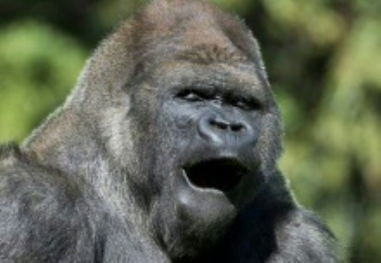 El zoológico de Ciudad de México "de luto" por la muerte del gorila Bantú