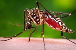 Primera muerte asociada al virus del Zika en EE.UU.