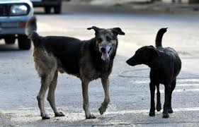 Indignación en Paysandú: Mató a pedradas a dos perros y los vendió como cordero