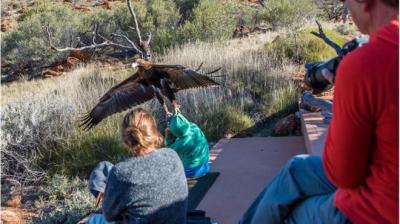 Impresionante foto de un águila tratando de llevarse a un niño en Australia