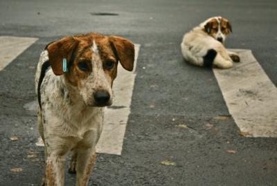 Holanda, el primer país sin perros callejeros