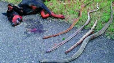 Perro murió tras salvar a sus dueños de cuatro cobras