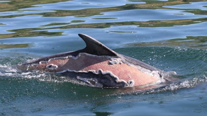 La impresionante imagen de Spirtle, el delfín escocés que se quemó con el sol