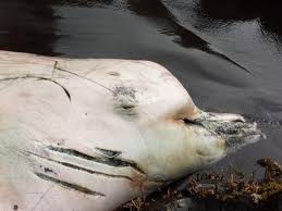 Descubren en Alaska una nueva especie de ballena