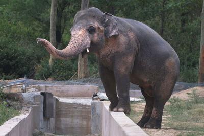 Parlamento de Pakistán recomienda la "jubilación" del elefante Kaavan: está deprimido y estresado