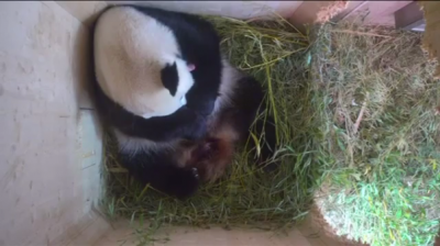 Nace panda gigante en zoológico de Viena