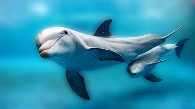 La ternura sin fin de los delfines: las madres les cantan a sus bebés cuando están en el útero