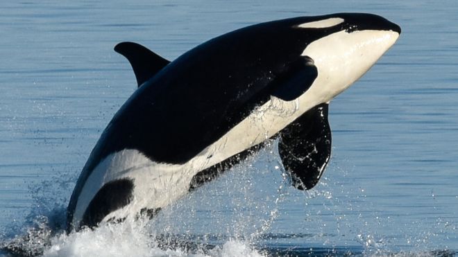 La orca centenaria que puede enseñar unas cuantas cosas sobre la menopausia