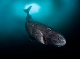 Un tiburón de 272 años, el vertebrado más longevo que existe