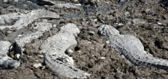 La sequía deja un cementerio de caimanes en Paraguay