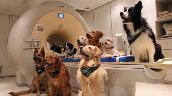 La ciencia comprobó que los perros entienden lo que decimos y cómo lo decimos