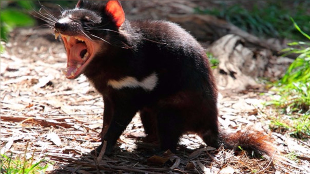 Los demonios de Tasmania evolucionan para resistir el cáncer que los aqueja