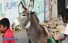Condenan a un burro por transportar hachís en Marruecos