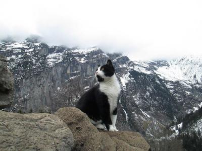 El gato que guió a un turista perdido en las montañas