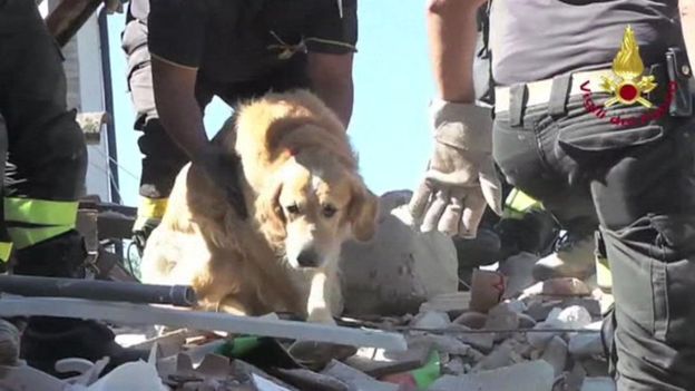 Romeo, el perro que sobrevivió nueve días bajo los escombros del terremoto en Italia